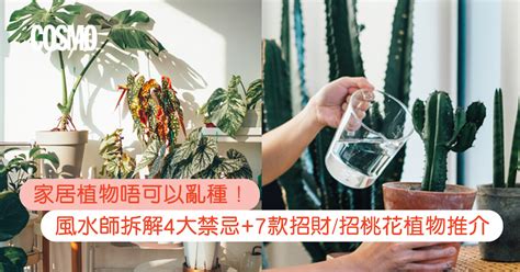 如意植物風水|風水植物｜不只富貴竹！7款招財/招桃花植物推介+不可不知風水 